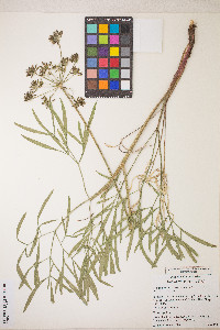 Lomatium anomalum image