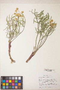 Lomatium anomalum image