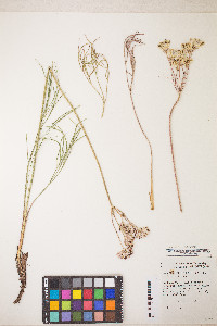 Lomatium simplex image