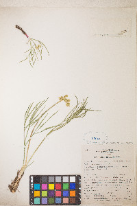 Lomatium simplex image