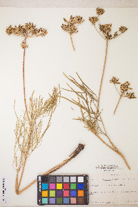 Lomatium simplex image