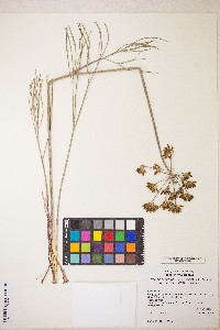 Lomatium simplex image