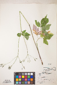 Osmorhiza berteroi image