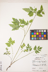 Osmorhiza berteroi image