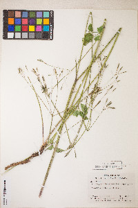Osmorhiza berteroi image