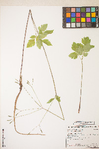 Osmorhiza berteroi image