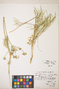 Lomatium brevifolium image