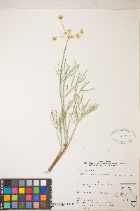Lomatium brevifolium image