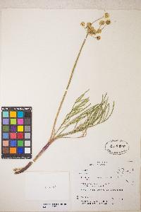 Lomatium brevifolium image