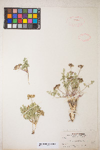 Musineon divaricatum var. hookeri image