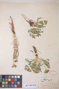 Musineon divaricatum image