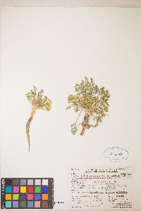 Musineon divaricatum var. hookeri image