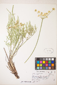 Lomatium brevifolium image