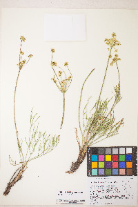 Lomatium brevifolium image