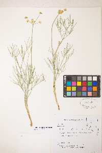 Lomatium brevifolium image