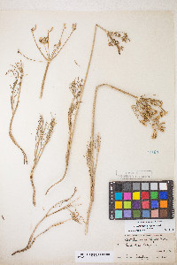 Lomatium brevifolium image