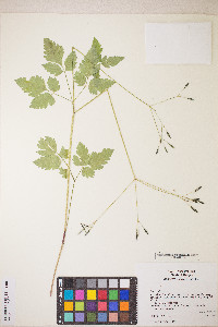Osmorhiza berteroi image