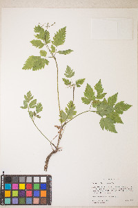 Osmorhiza berteroi image