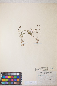 Lomatium linearifolium image