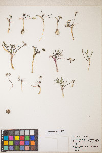 Lomatium linearifolium image