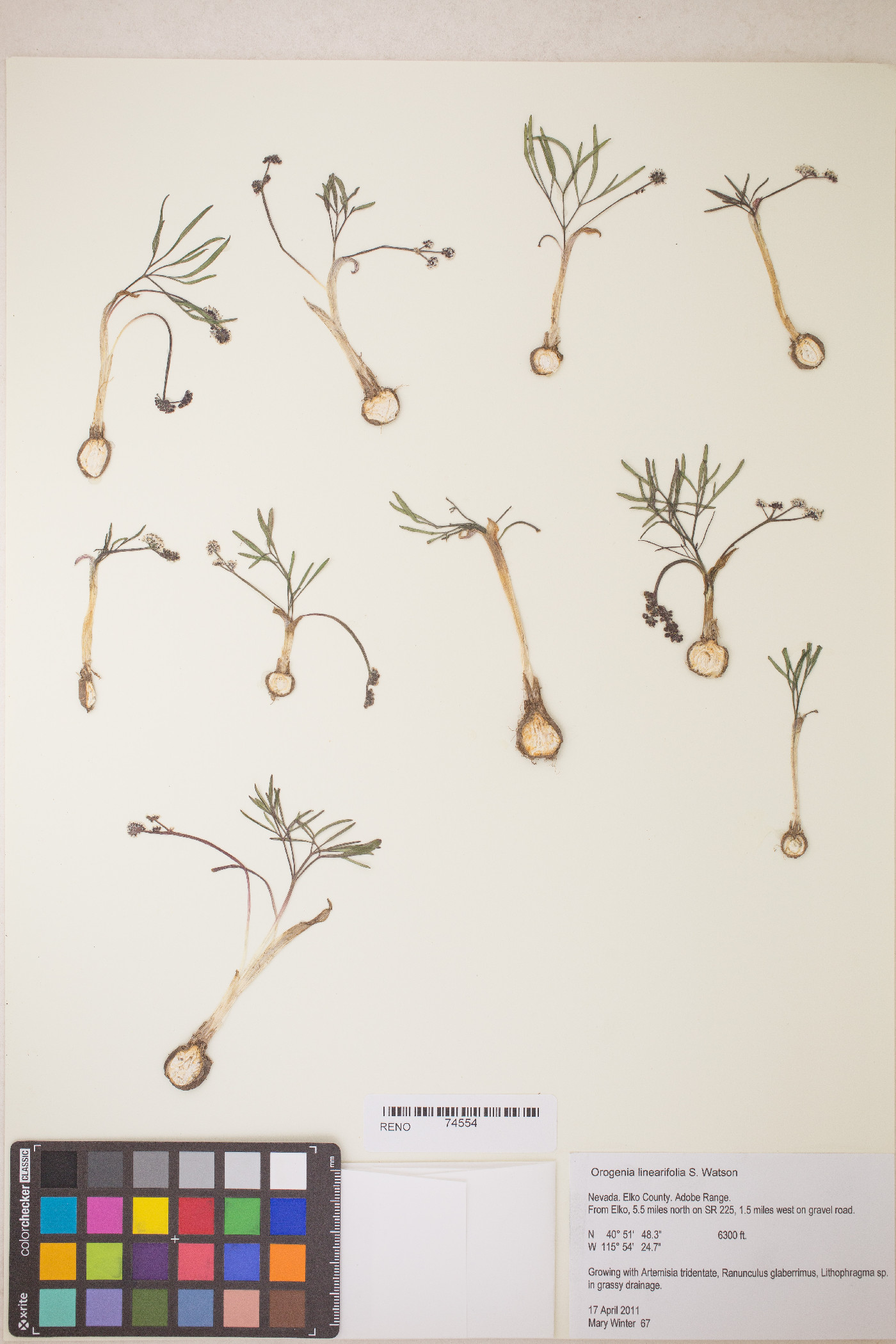 Lomatium linearifolium image