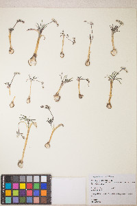 Lomatium linearifolium image