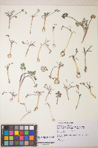Lomatium linearifolium image