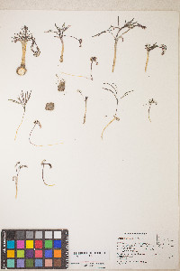 Lomatium linearifolium image