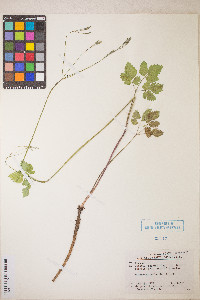 Osmorhiza berteroi image