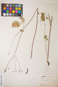 Osmorhiza berteroi image