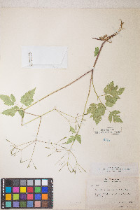 Osmorhiza berteroi image