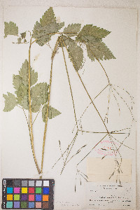 Osmorhiza berteroi image