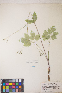 Osmorhiza berteroi image