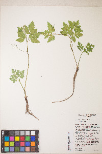Osmorhiza berteroi image