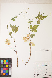 Osmorhiza berteroi image
