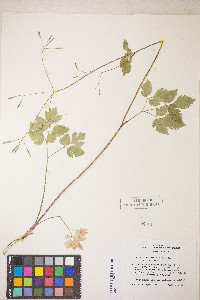 Osmorhiza berteroi image