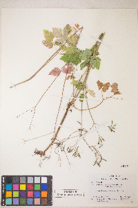 Osmorhiza berteroi image