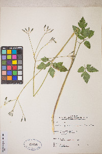Osmorhiza berteroi image