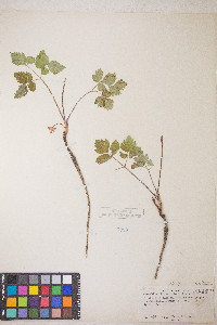 Osmorhiza depauperata image