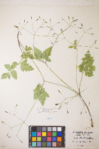 Osmorhiza depauperata image