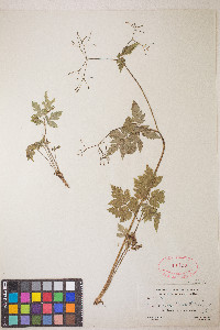 Osmorhiza depauperata image