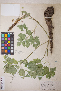 Osmorhiza depauperata image