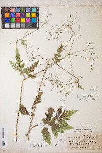 Osmorhiza depauperata image