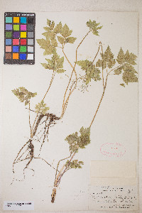 Osmorhiza depauperata image