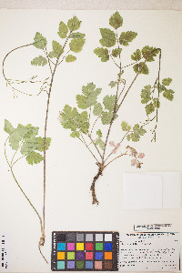 Osmorhiza depauperata image