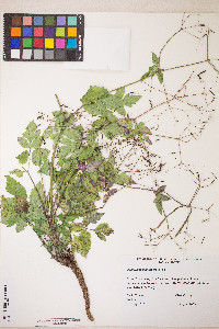 Osmorhiza depauperata image