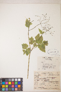 Osmorhiza depauperata image