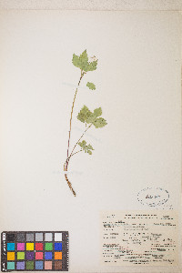 Osmorhiza depauperata image