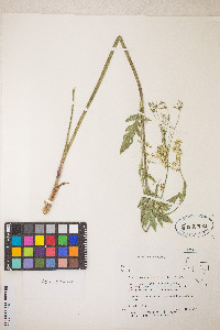 Osmorhiza occidentalis image