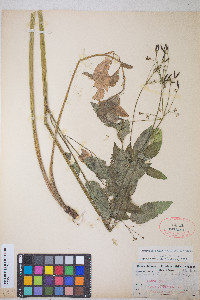 Osmorhiza occidentalis image